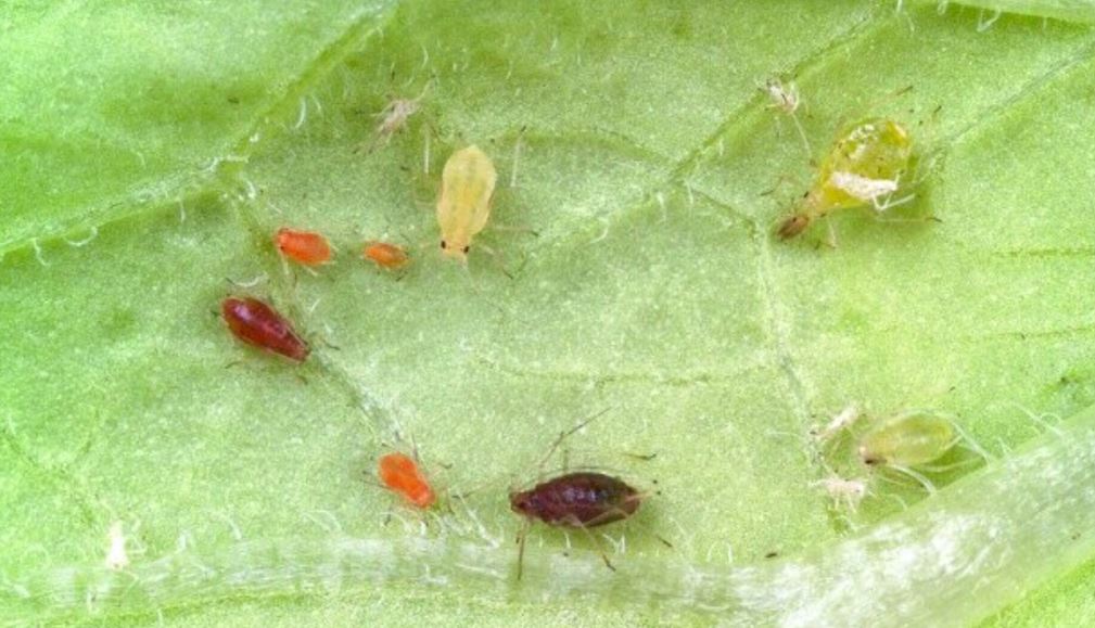 Various colours of peach-potato aphid (c) Dewar Crop Protection Ltd